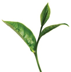 E-naturalne Hydrolat z zielonej herbaty 100g